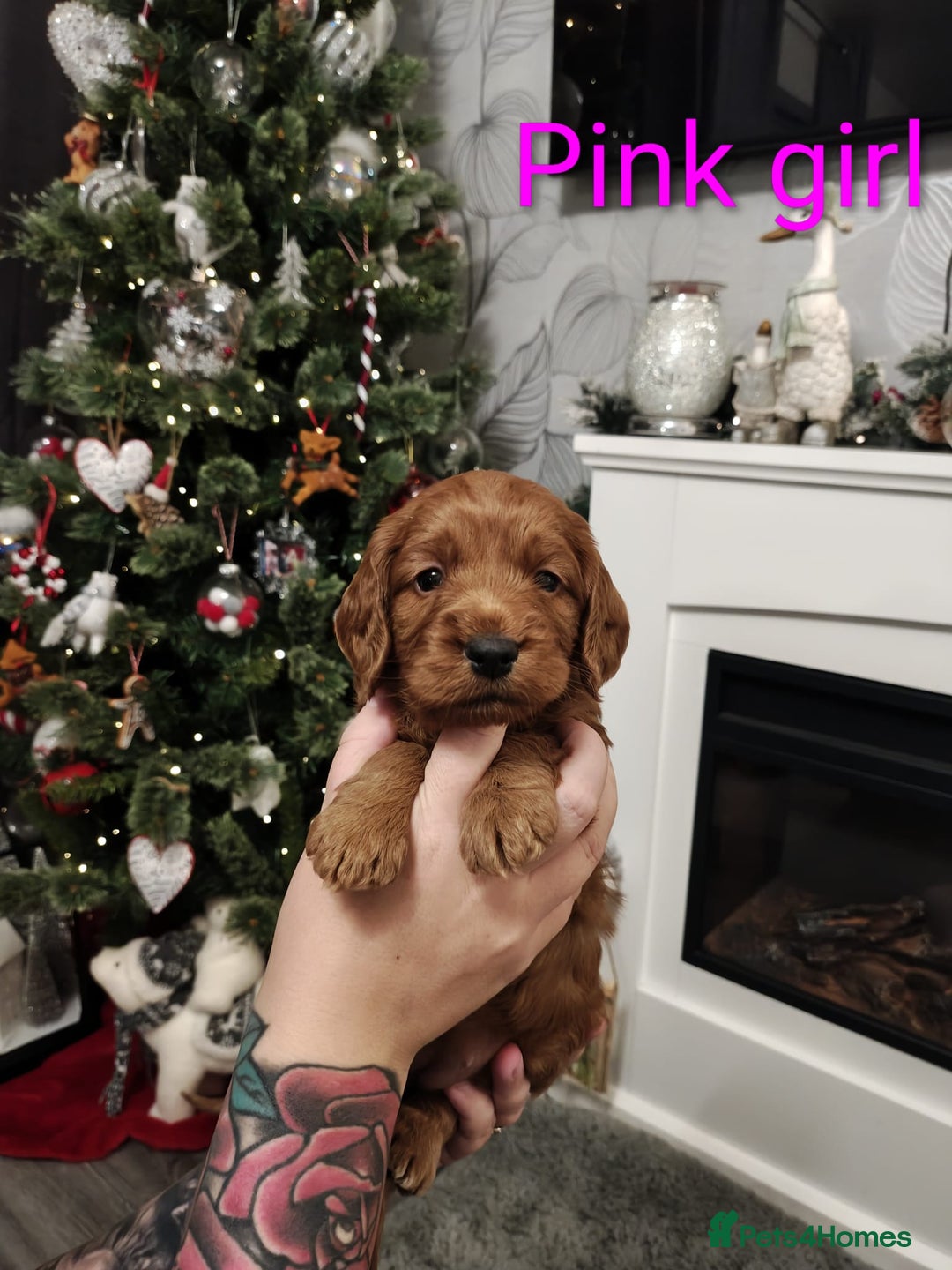 Cockapoo dogs for sale: Beautiful cockapoos puppies  - Advert 5
