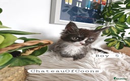 Maine Coon cats for sale: Stunning Black Smoke Registred Maine Coon Kittens - Image 26