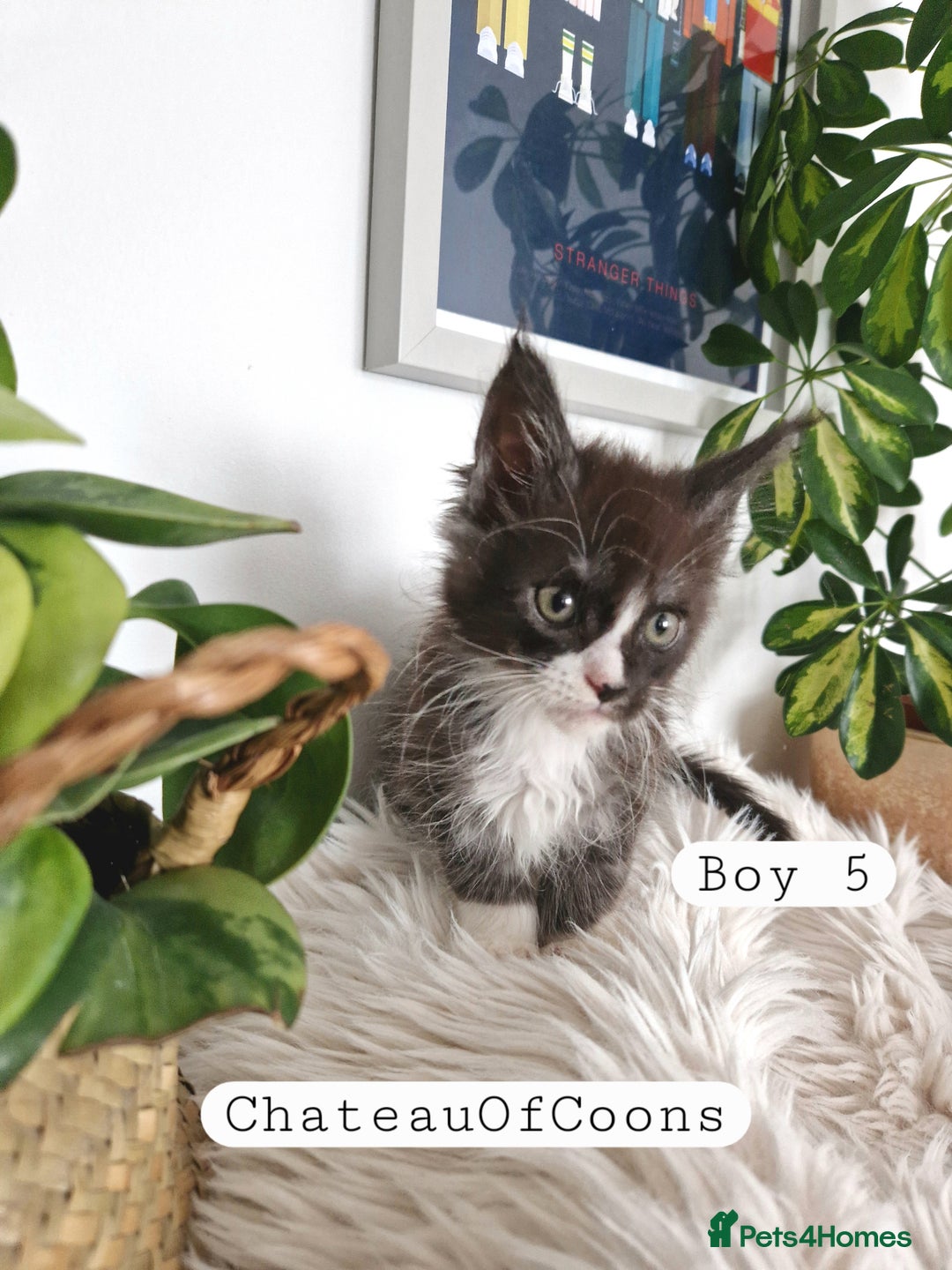 Maine Coon cats for sale: Stunning Black Smoke Registred Maine Coon Kittens - Image 26