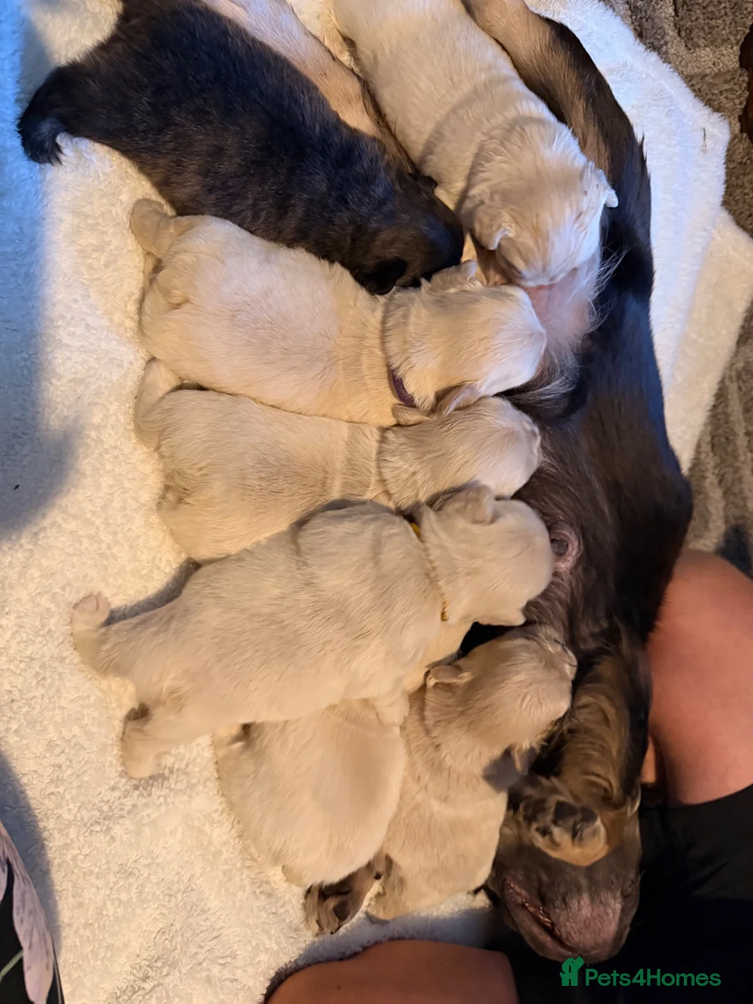 French Bulldog dogs for sale: French bulldog puppies  - Advert 8