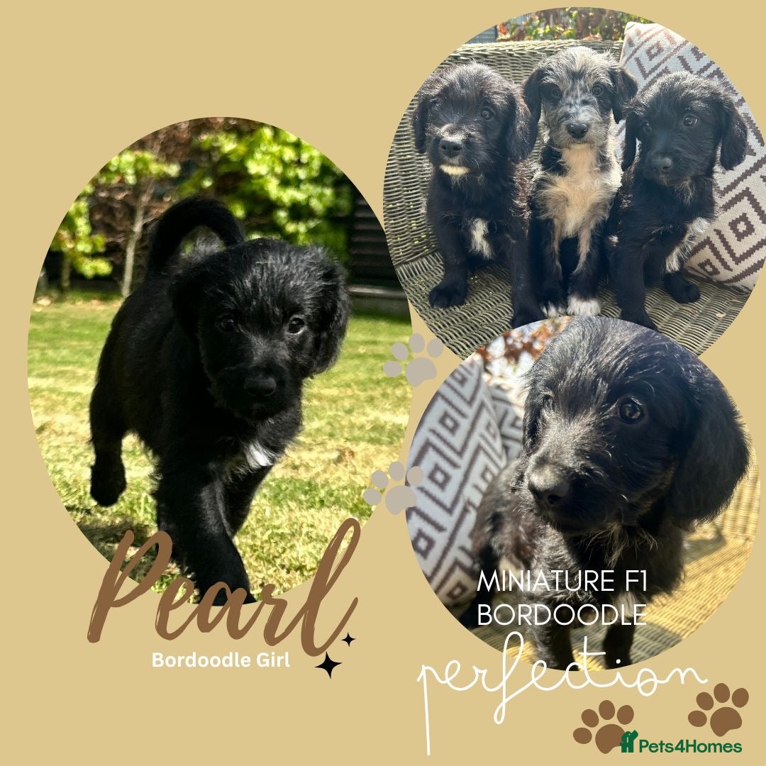 Bordoodle dogs Last one, Black & White Mini Bordoodles Girl - Advert 6