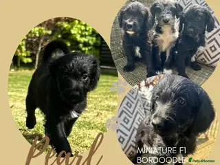 Bordoodle dogs Last one, Black & White Mini Bordoodles Girl - Advert 3
