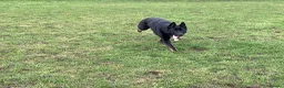 German Shepherd dogs for sale: 1 sable female & 2 male German shepherds - Advert 11