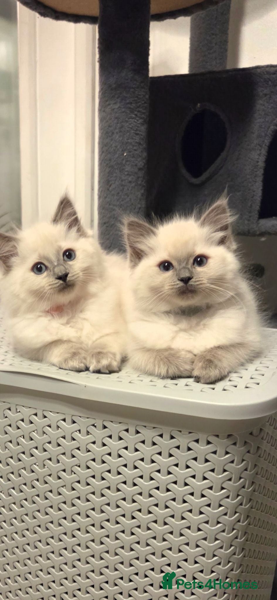 Ragdoll cats Pure ragdoll kittens - Advert 1