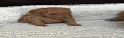 Toy Poodle dogs for sale:  KC Beautiful Red Toy poodle puppies 1 available  - Advert 15