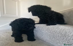 Miniature Poodle dogs for sale: Beautiful miniature poodles  - Advert 14