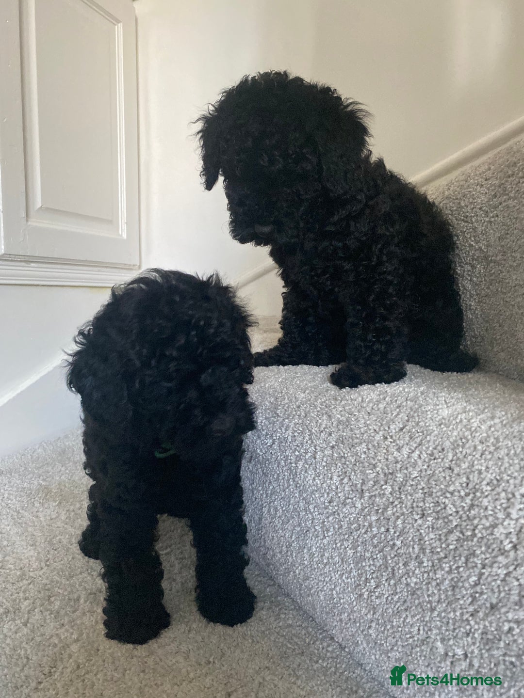 Miniature Poodle dogs for sale: Beautiful miniature poodles  - Advert 14