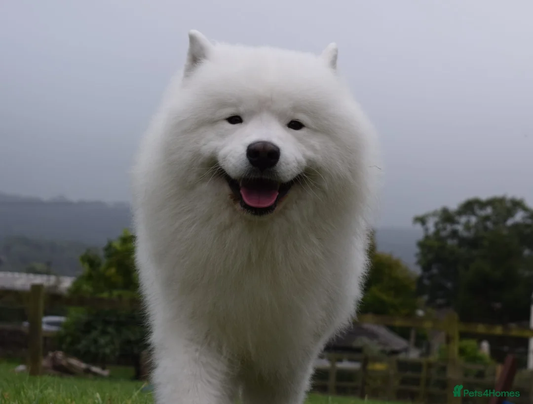 Samoyed dogs for sale: RKC Samoyed Puppies – Champion Bloodlines - Advert 19