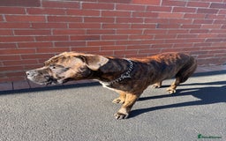 Mixed Breed dogs for sale: Bear bullmastiff x Staffordshire bull terrier - Image 5