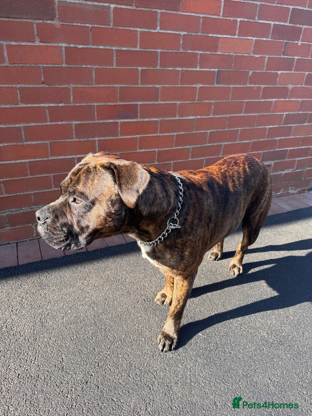 Mixed Breed dogs for sale: Bear bullmastiff x Staffordshire bull terrier - Image 5