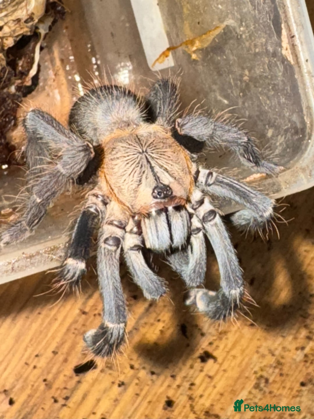 Tarantulas invertebrates for sale: Five species of rare tarantula - Advert 4