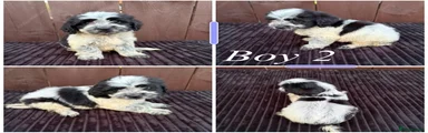 Cockapoo 2