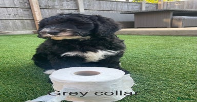 Sheepadoodle dogs in Doncaster - Advert 6
