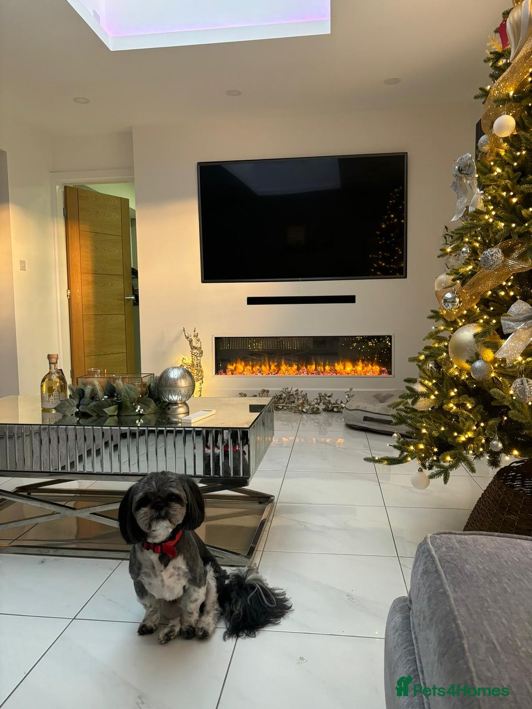 Shih Tzu dogs for sale: Rehoming -  Shih Tzu - Image 4