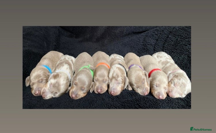 Miniature Dachshund dogs - Advert 1