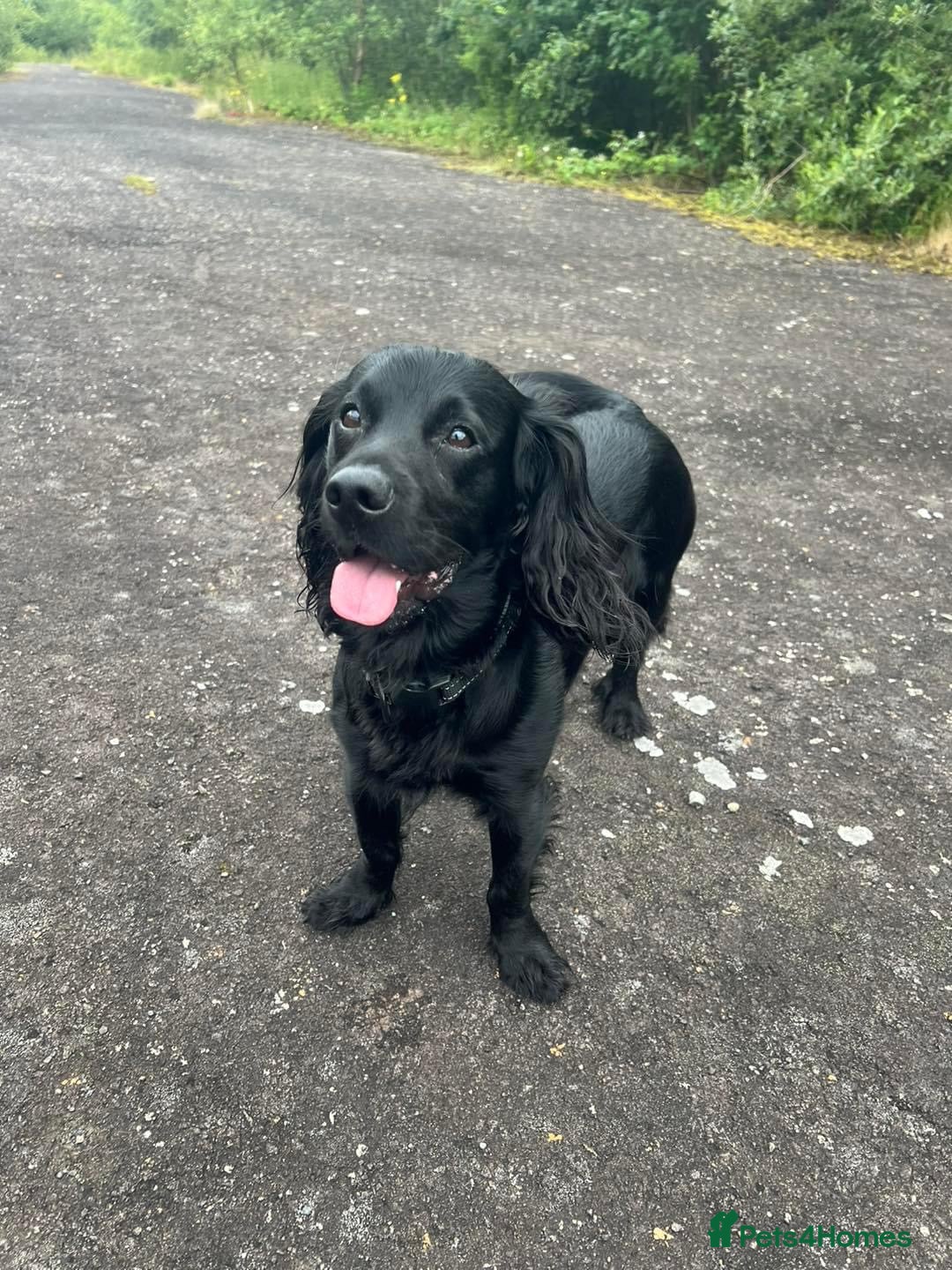 Cocker Spaniel dogs Proven Gorgeous cocker spaniel for stud  in Ayr - Advert 24