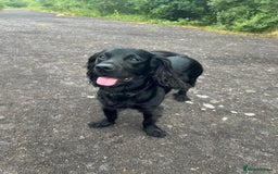Cocker Spaniel dogs for stud: Proven Gorgeous cocker spaniel for stud  in Ayr - Image 1