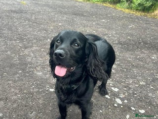 Cocker Spaniel dogs in Ayr - Advert 27