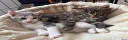 British Shorthair cats for sale: 3 male shorthair/long hair British kittens in Bristol - Advert 9