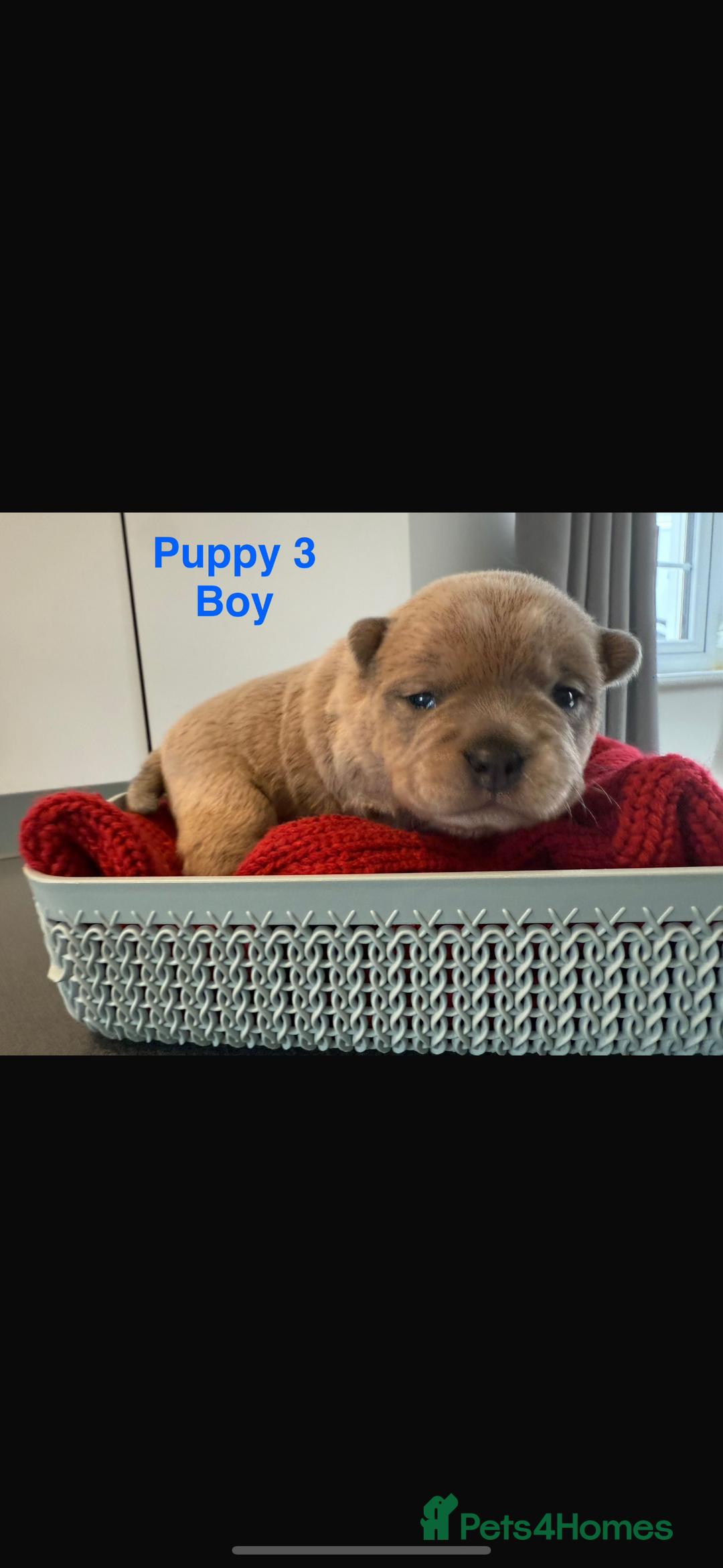 Mixed Breed dogs for sale: French chow puppies  - Advert 15