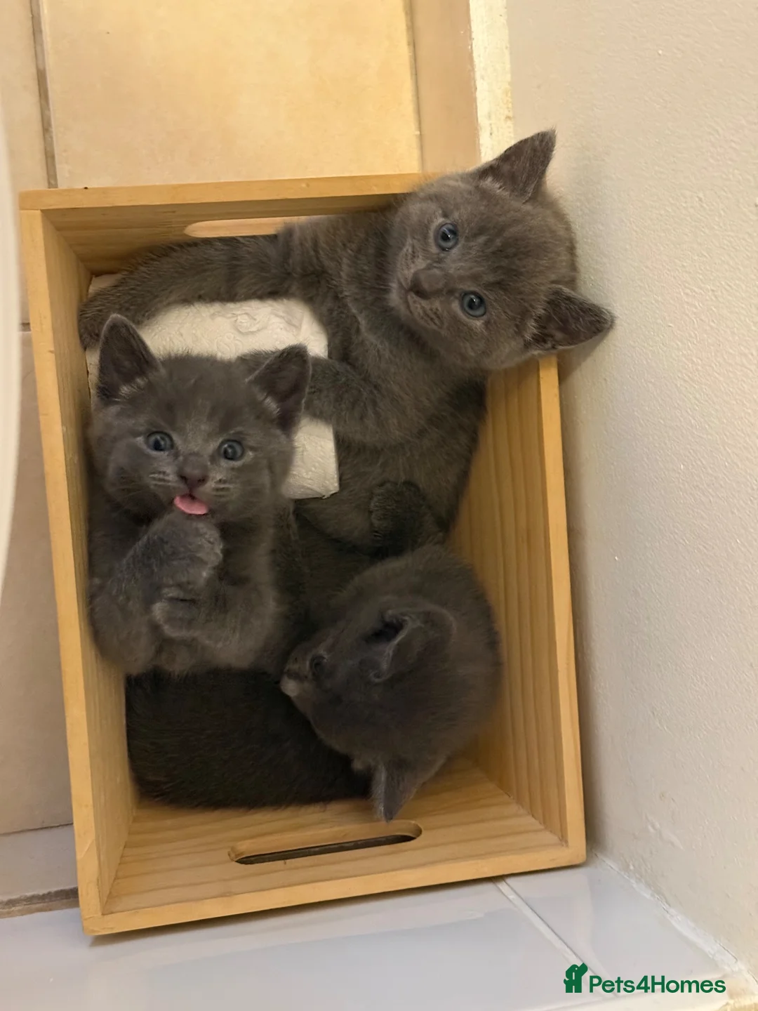Russian Blue cats for sale: Russian blue kittens  - Advert 2
