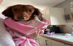 Dachshund dogs for stud: Miniature Red Long Haired Dachshund For Stud  - Image 19