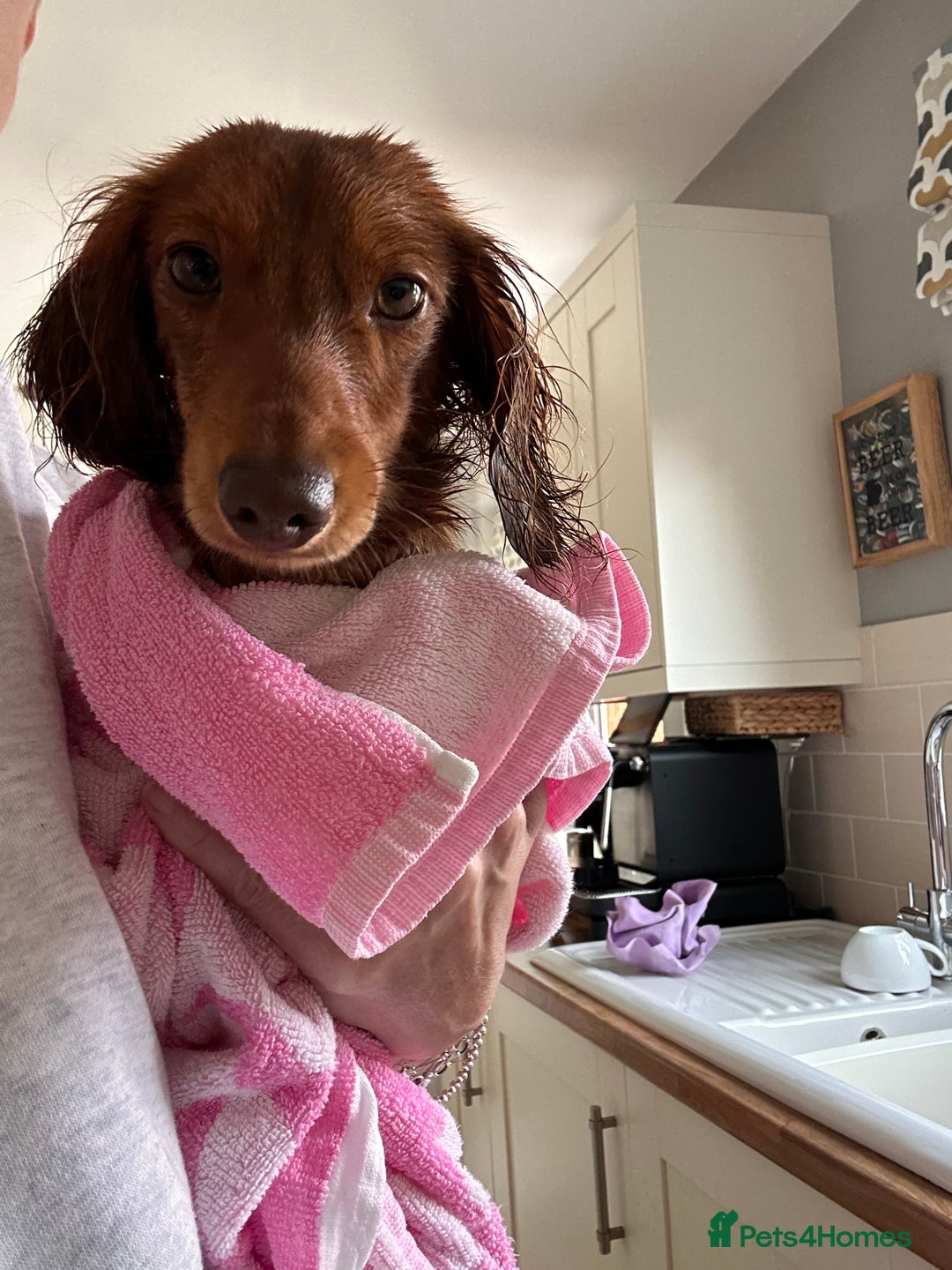 Dachshund dogs for stud: Miniature Red Long Haired Dachshund For Stud  - Image 19