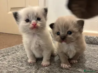 Ragdoll cats Beautiful ragdoll kittens - Advert 10