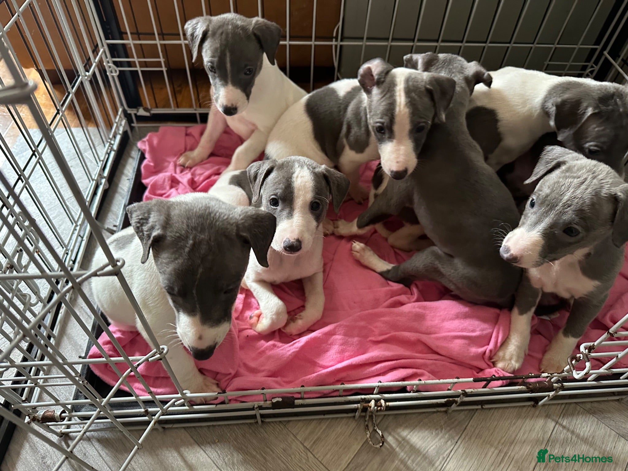 Mixed Breed dogs 8 stunning Italian greyhound x whippet puppies !!  - Advert 1