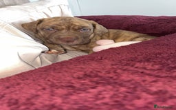 Mixed Breed dogs for sale: 11 week old Toya  - Image 1