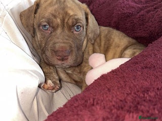 Mixed Breed dogs - Advert 1