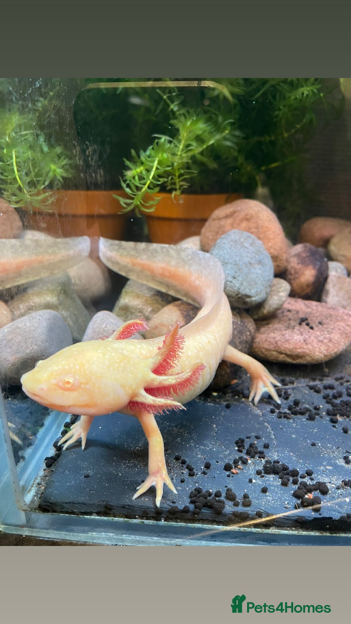 Axolotl reptiles Axolotl  - Advert 1