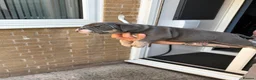 American Bully dogs for sale: Blue tri female pocket bully - Advert 10