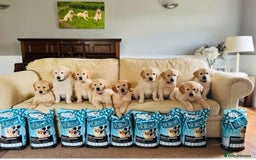 Golden Retriever dogs for sale: Health tested parents - Image 10