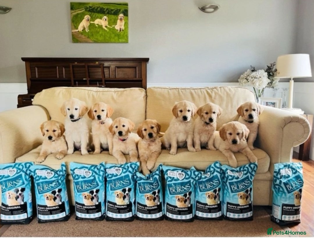 Golden Retriever dogs for sale: Health tested parents - Image 10