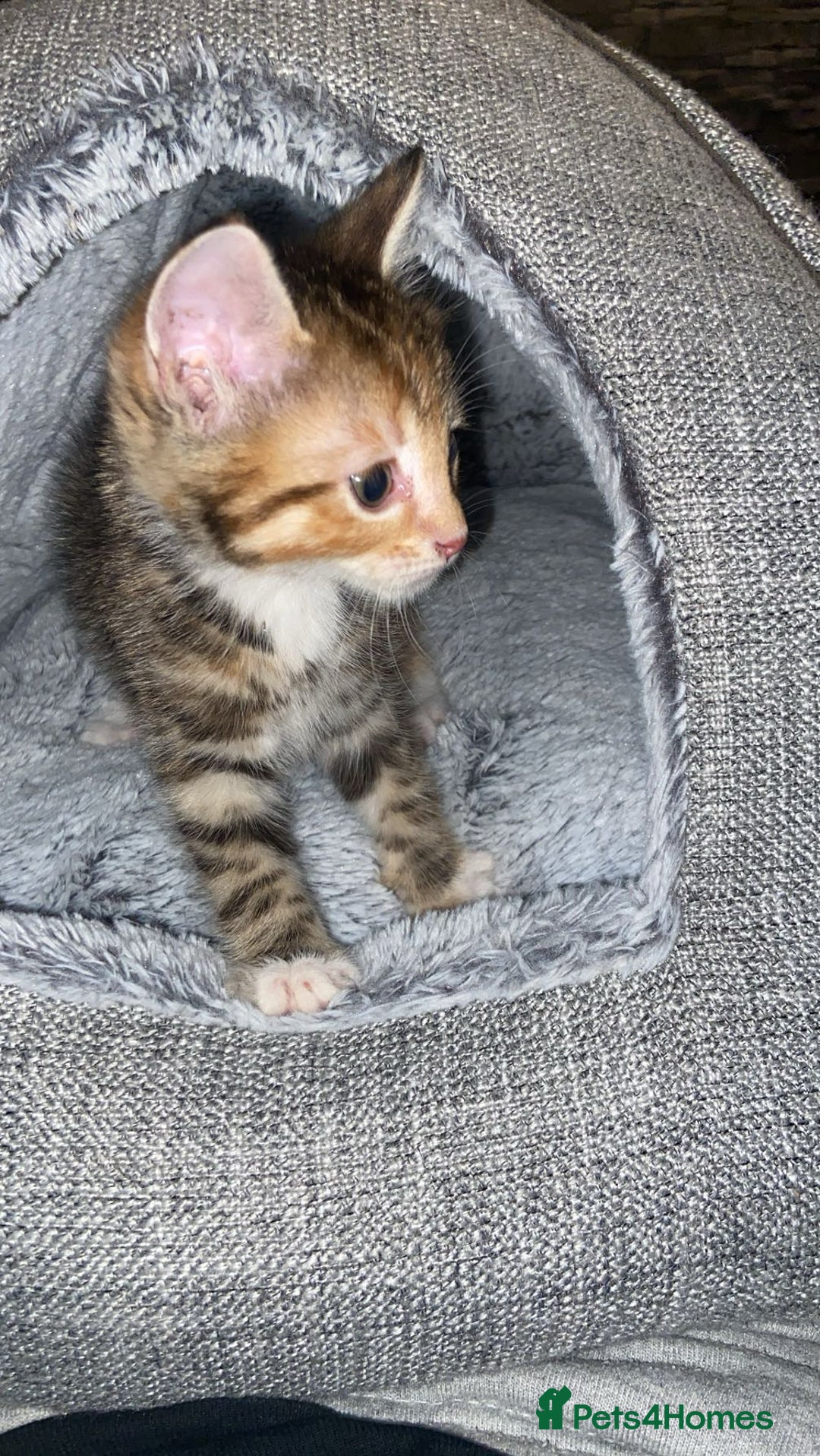 American Shorthair cats for sale: Beautiful calico kitten ready to leave now!!! - Image 4