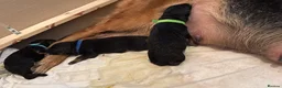 German Shepherd dogs for sale: Wolfskraft German Shepherds puppies - Advert 9