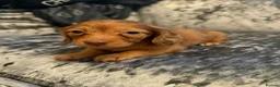 Miniature Dachshund dogs for sale: 3 Long hair mini dachshund puppies - Advert 3