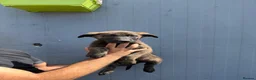 Belgian Shepherd Dog dogs for sale: Chunky WORKING LINE BELGIAN MALINOIS PUPPYS - Advert 6