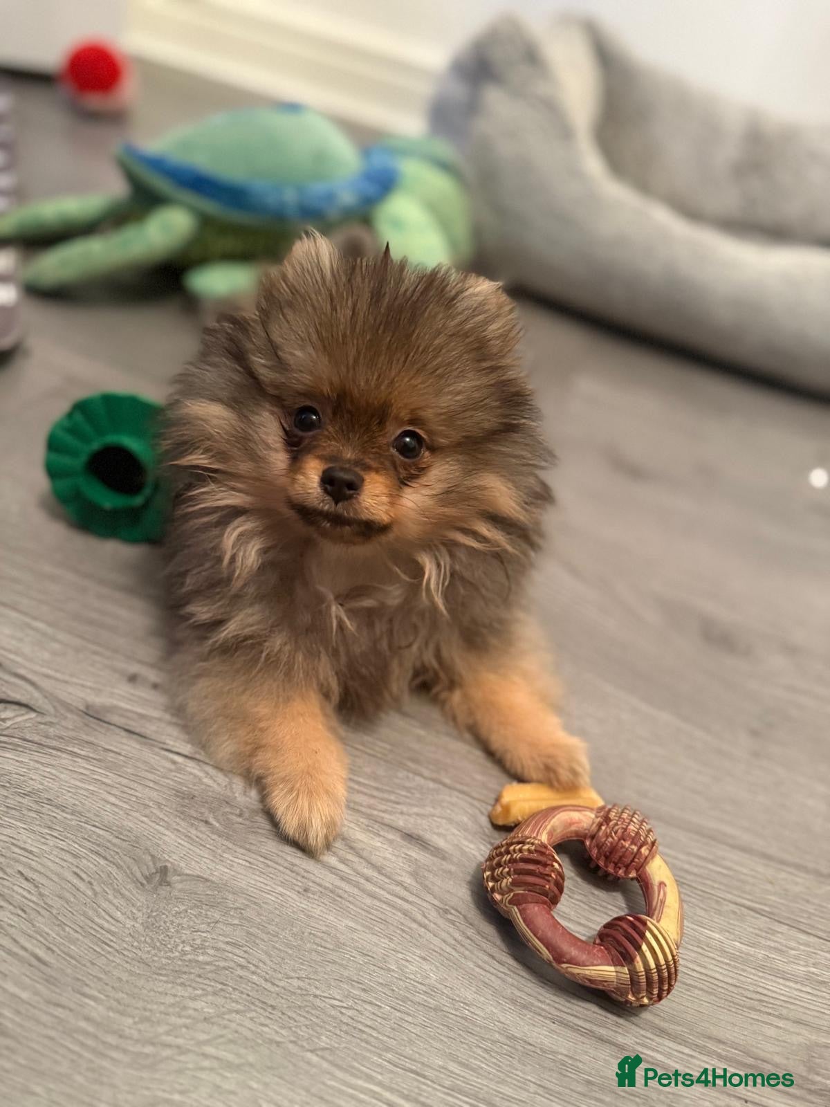Pomeranian dogs Pomeranian. One teddy face girl available  - Advert 1