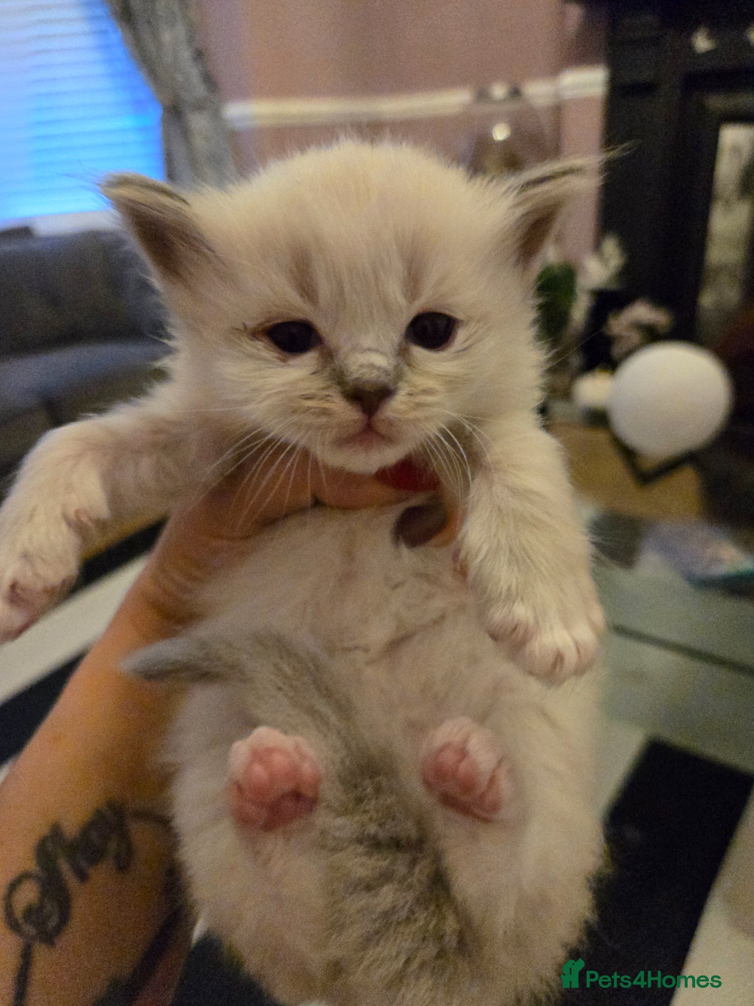 Ragdoll cats for sale: Stunning litter of Purebred Ragdoll kittens - Advert 28