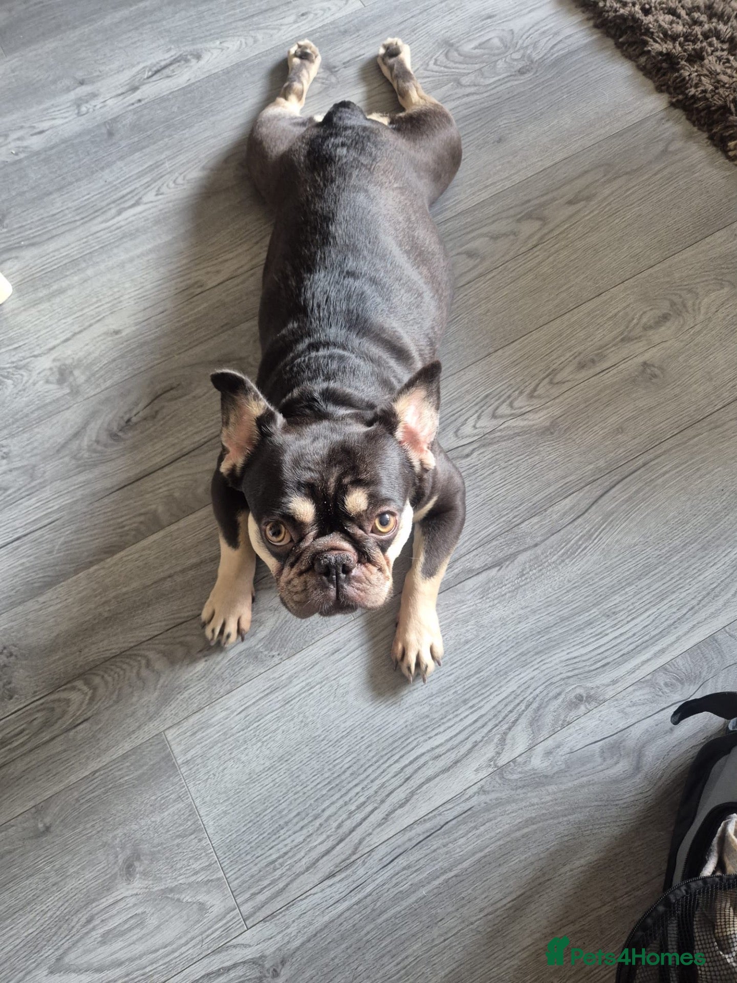 French Bulldog dogs French Bulldog girl - Advert 5