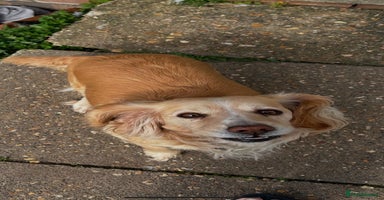 Cocker Spaniel dogs - Advert 11