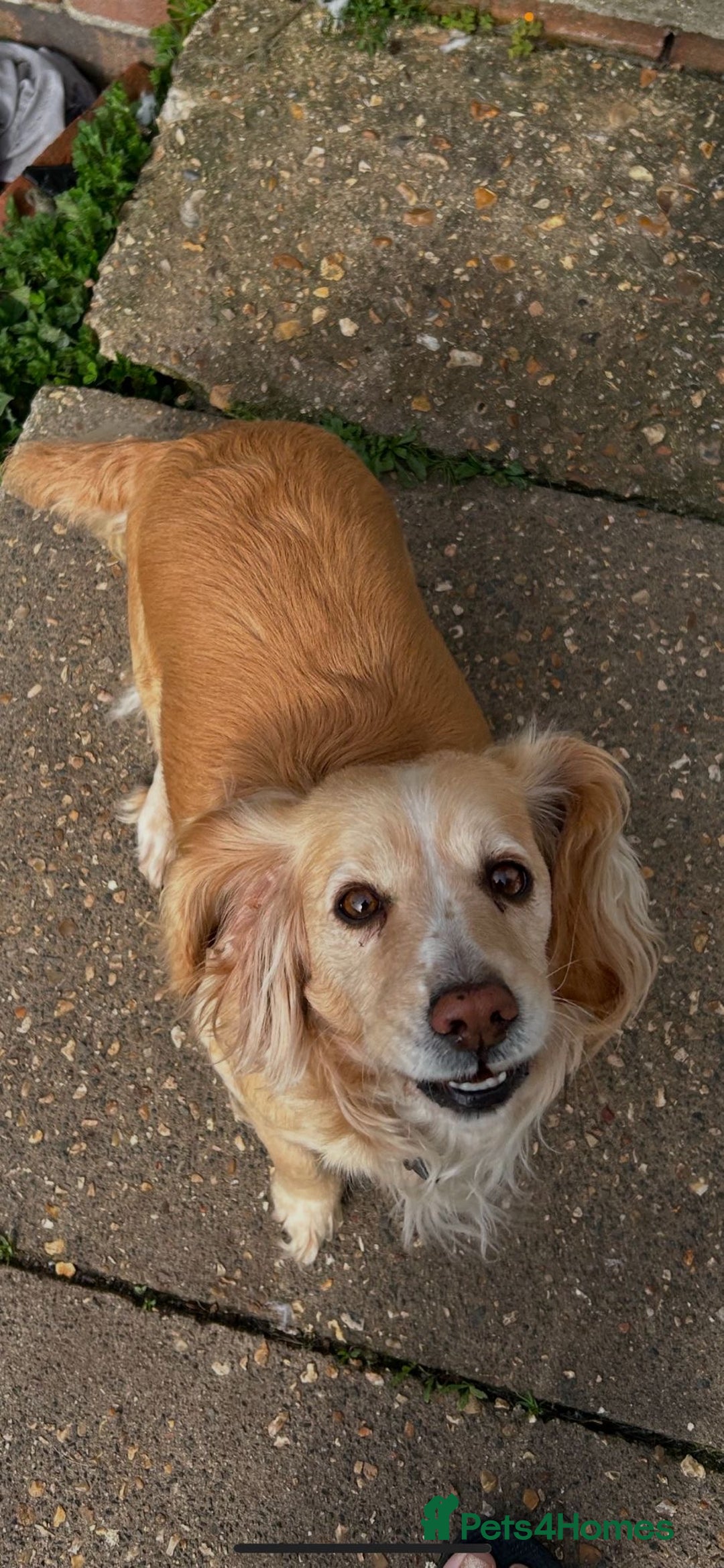 Cocker Spaniel dogs for sale: Cocker spaniel - Image 2