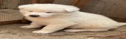 Japanese Akita Inu dogs for sale: Japanese Akita Inu Puppies - Advert 17