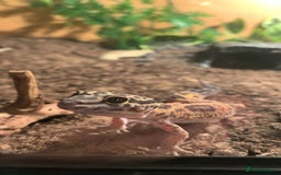 Gecko reptiles for sale: Leopard geckos and full set-up - Image 1