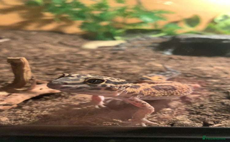 Gecko reptiles - Advert 4
