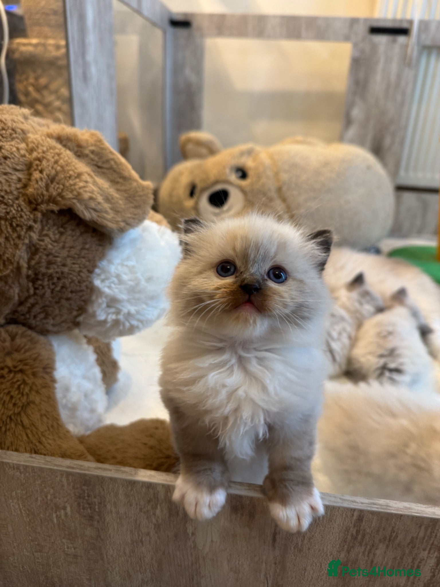 Ragdoll cats 🩵🩵🩵🩵🩵🩷 - Advert 7