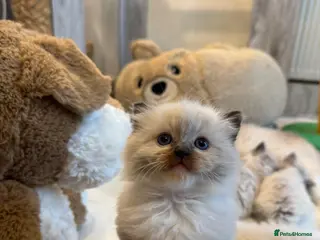 Ragdoll cats 🩵🩵🩵🩵🩵🩷 - Advert 7