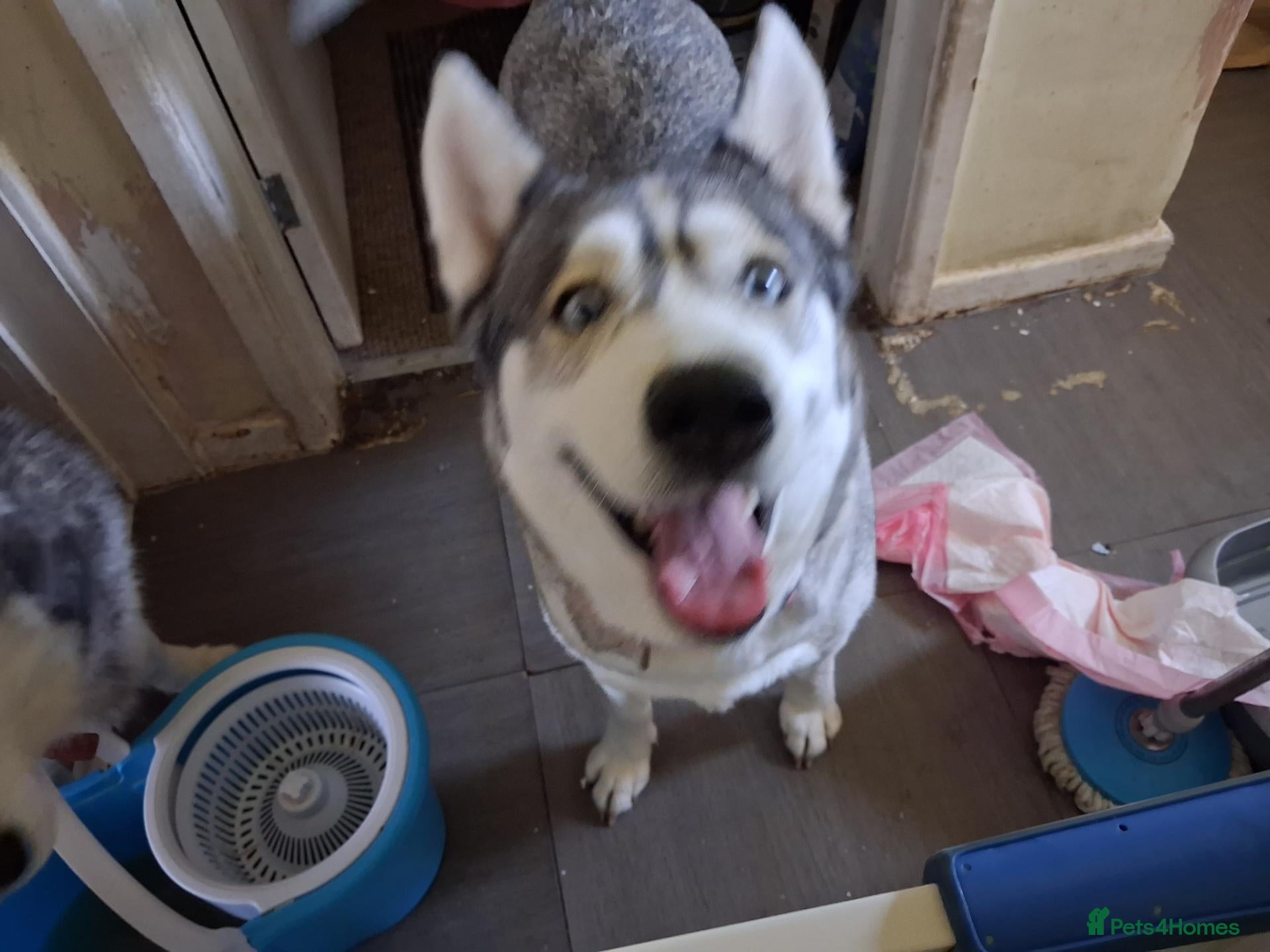 Siberian Husky dogs Baby boy husky  - Advert 1